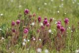 Purple Owls Clover