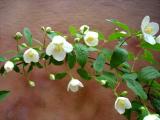 MOCK ORANGE