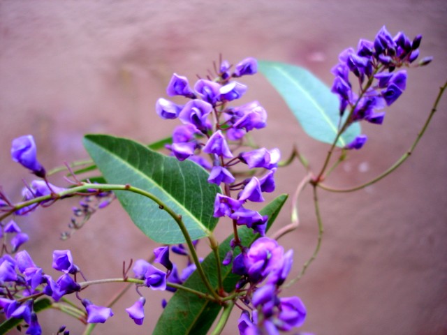 HARDENBERGIA