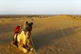 Kapitan - my desert camel basking in the evening glow