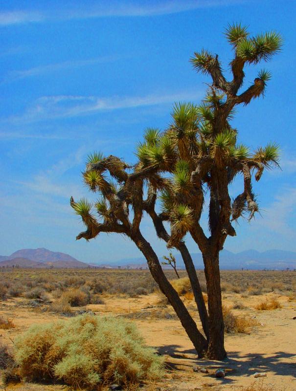 Joshua Tree