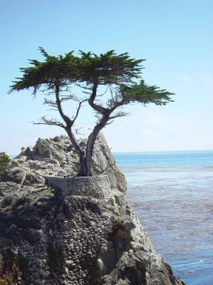 Lone Cypress Tree