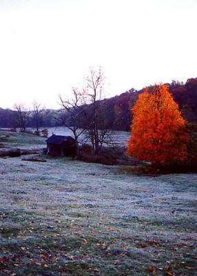 Ohio Farm Tree w-Fields.jpg