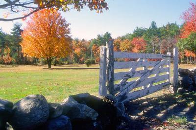 Fence in Autumn
