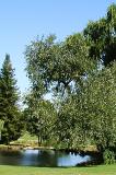 Willow-1-DETAIL_P720000-s1a.jpg