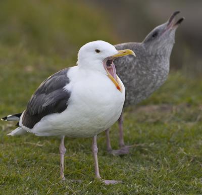 Western gull adultr and juvenile_T0L8481 rsz 650.jpg