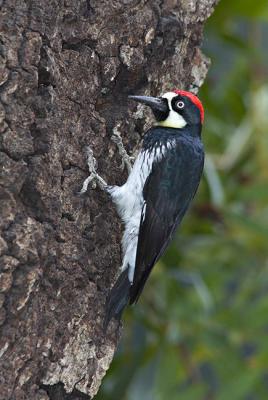 Acorn woodpecker drilling_T0L9706 rsz 650.jpg