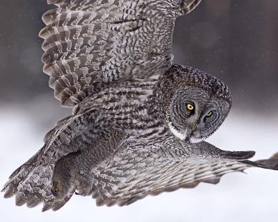 great gray owl in flight 125