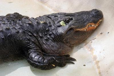 Aligator2