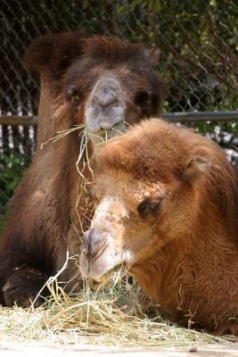 Camels1