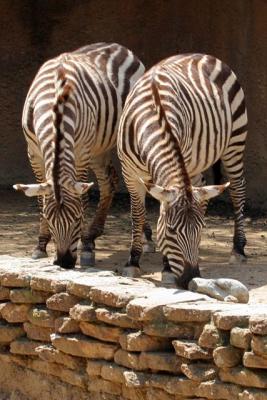 Zebra1
