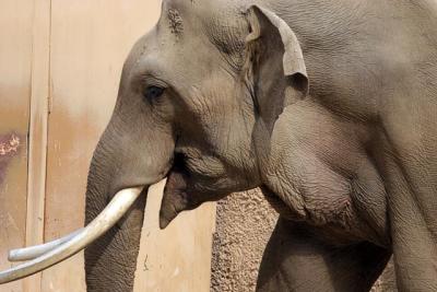 Elephant