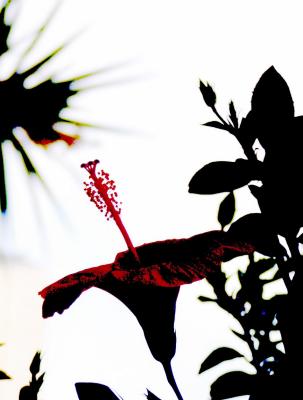 Red  Hibiscus.jpg