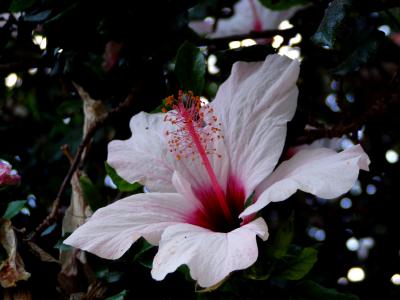 White Hibiscus.jpg
