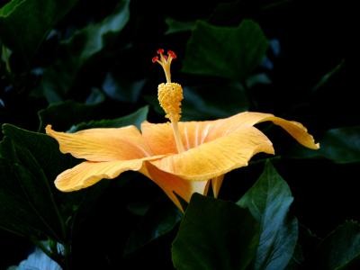 Yellow Hibiscus.jpg
