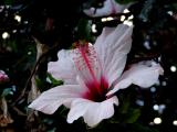 White Hibiscus.jpg