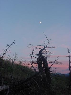 Dead Tree and Moon