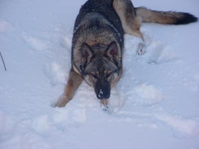 Zoey in Snow