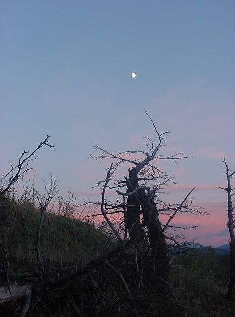 Dead Tree and Moon