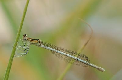 Damselflies