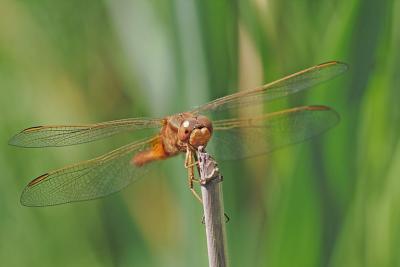 u13/giorgiopieroni/medium/41683877.0522dragonfly07.jpg