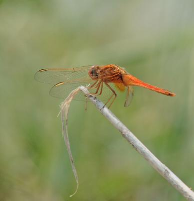 u13/giorgiopieroni/medium/41683879.0607dragonfly03.jpg