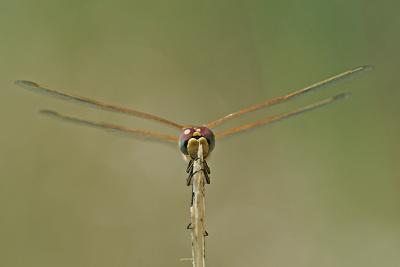 u13/giorgiopieroni/medium/41683887.0607dragonfly05.jpg