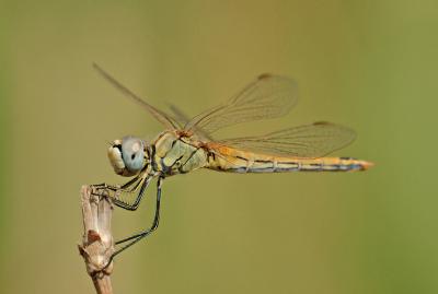 u13/giorgiopieroni/medium/41683907.0902libellula06.jpg