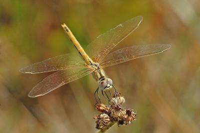 u13/giorgiopieroni/medium/41683911.0902libellula16.jpg