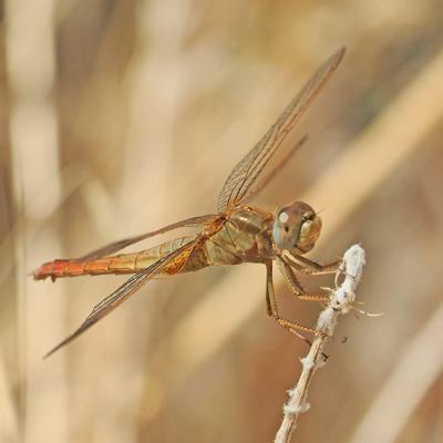 Dragonflies