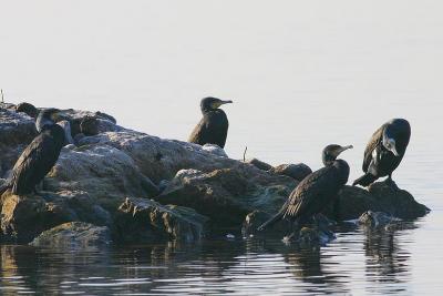 Grand Cormoran | Phalacrocorax carbo | 