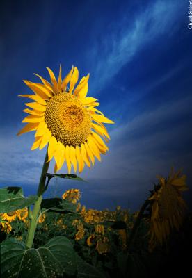 sunflower06.jpg