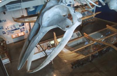 33C-15-Head of a whale
