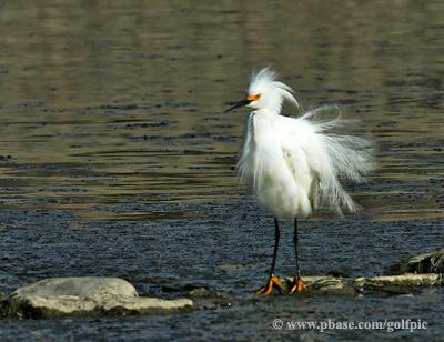 Snowy Egret