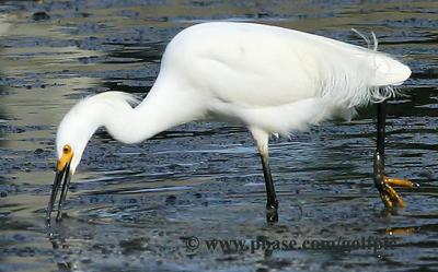 Snowy Egret feeding