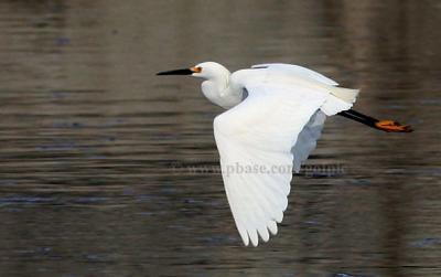 Snowy Egret