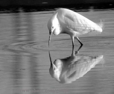 Snowy Egret