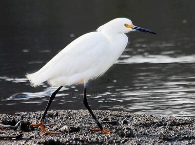 Snowy Egret