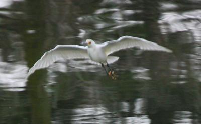 Snowy Egret - Reversed reflection in water
