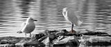 Snowy Egret and gull