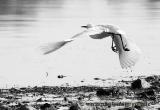 Snowy Egret