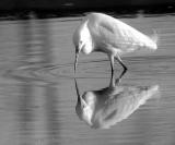 Snowy Egret