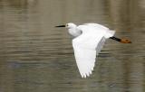 Snowy Egret in flight