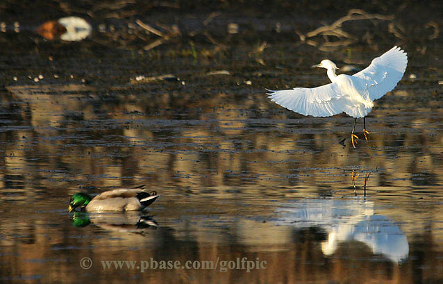 Snowy Egret