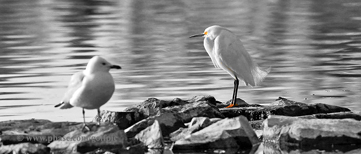 Snowy Egret and gull