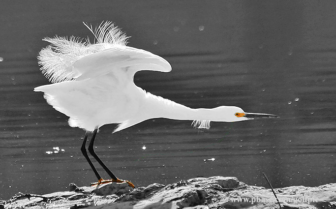 Snowy Egret