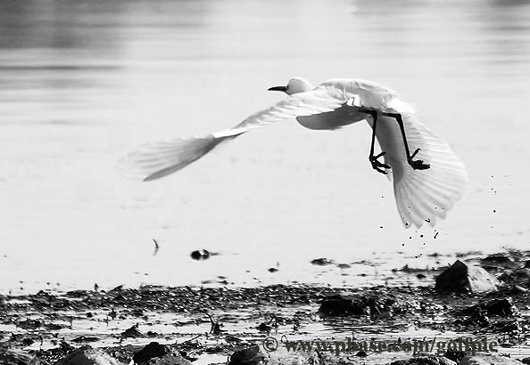 Snowy Egret