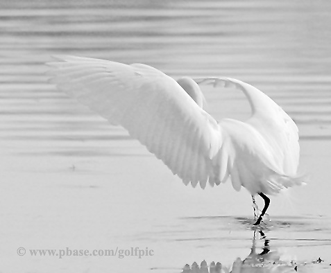 Snowy Egret