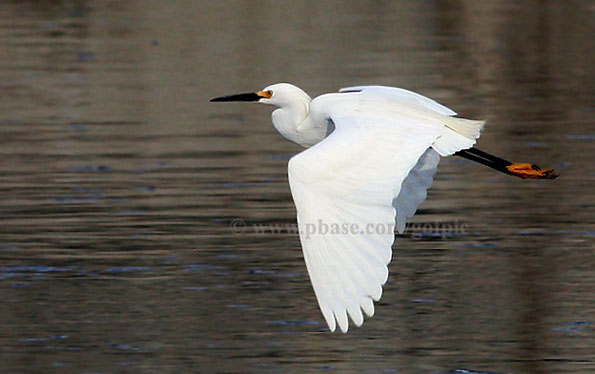 Snowy Egret