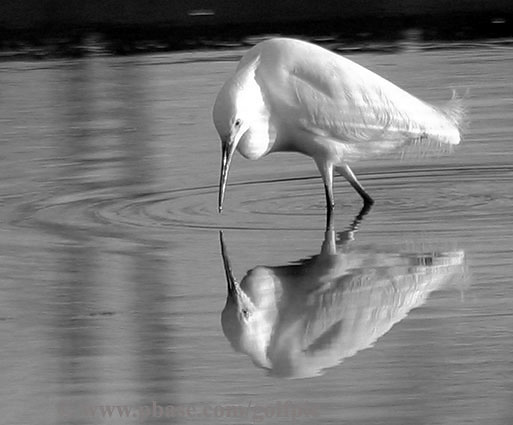 Snowy Egret